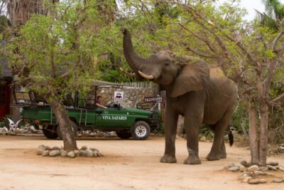 3-Day Classic Kruger National Park Safari Tour