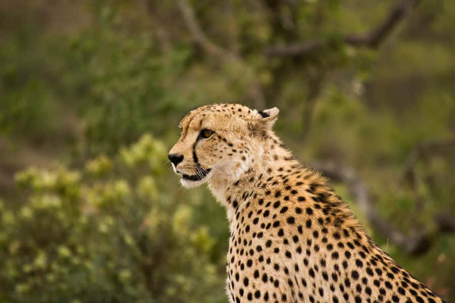 Johannesburg: Affordable 3 Day Kruger Park Safari - Day 2: Open-air game viewing inside Kruger National Park