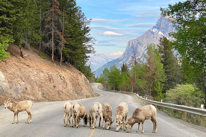 Johnston Canyon, Lake Louise & Banff: Small-Group Day Tour - Castle Mountain on the scenic route