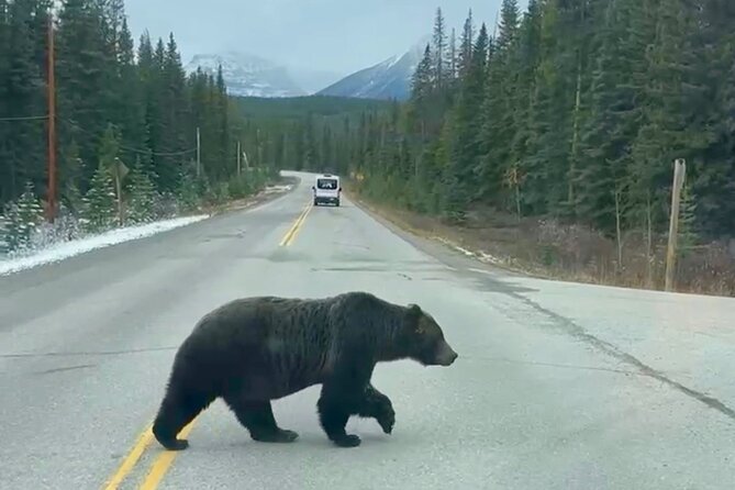 Johnston Canyon, Lake Louise & Banff: Small-Group Day Tour - What your guide adds to the day