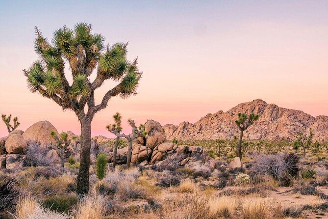 Joshua Tree National Park Scenic Tour - Key points to know before you book