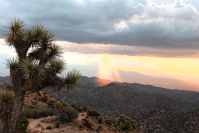 Joshua Tree National Park Scenic Tour - What $159 buys you