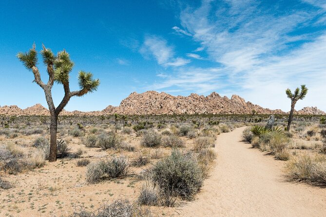 Joshua Tree National Park Self-Guided Driving Audio Tour - Cap Rock and the desert plants