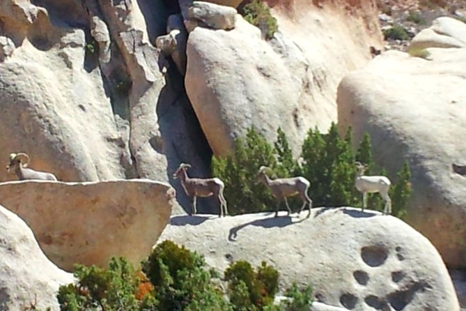 Joshua Tree Open Air Hummer Adventure - Barker Dam brings you closer to the rocks