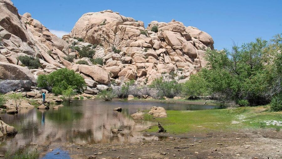 Journey into Joshua Tree: Audio Driving Tour and Local Guide - Boy Scout Trail and the value of stopping short
