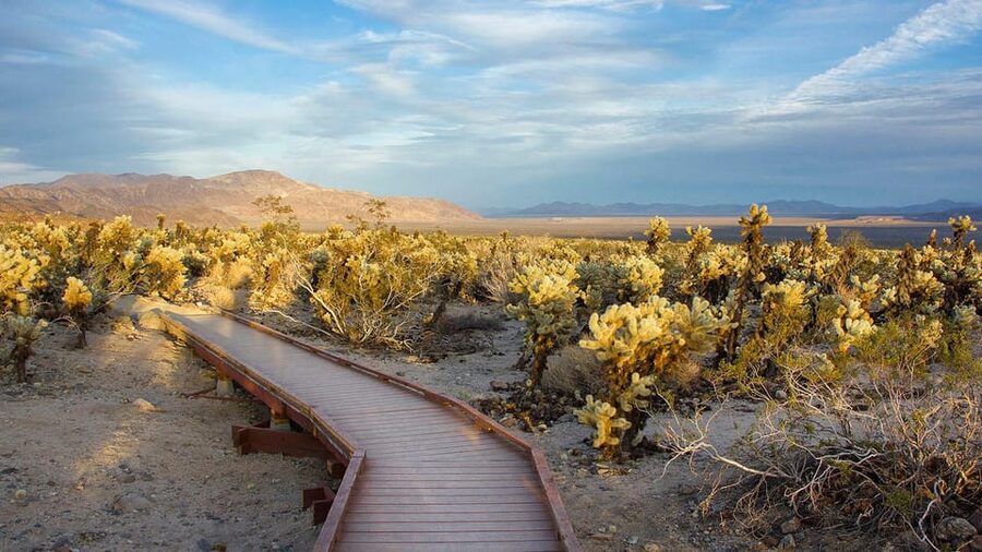 Journey into Joshua Tree: Audio Driving Tour and Local Guide - Keys View for the broadest scenery