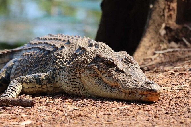Kakadu Wildlife Escape Fogg Dam or Crocodile Cruise from Darwin - Key points to know before booking