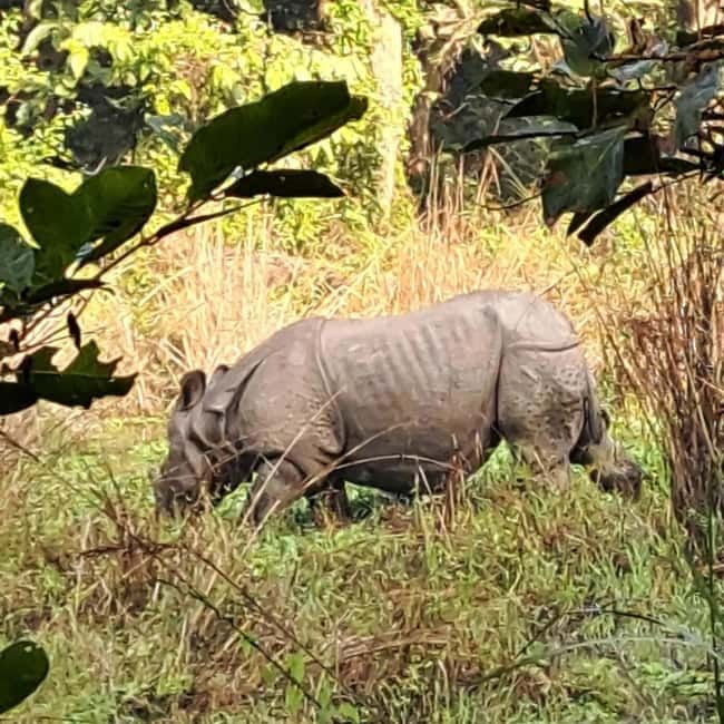 Kathmandu: 3-Day Chitwan Safari Tour with Hotel Transfers - Day 2: Canoes, crocodiles, and the main safari
