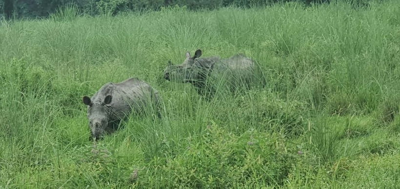 Kathmandu: 3-Day Chitwan Safari Tour with Hotel Transfers - Day 3: A quick breakfast and the return journey