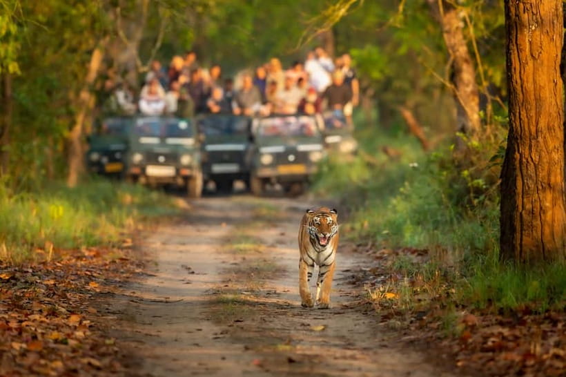 Kathmandu/Pokhara: 3 Day Chitwan Jungle Safari Tour - Day one: Sauraha, Tharu culture, and sunset