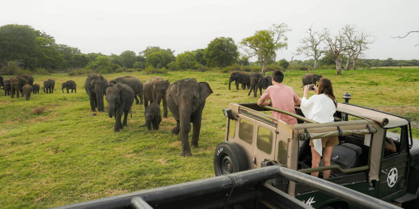 Kaudulla National Park Half Day Sri Lanka Jeep Safari - Key points to know before you book
