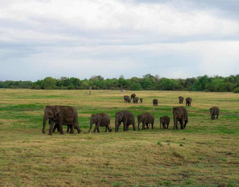Kaudulla National Park Half Day Sri Lanka Jeep Safari - Who should book this safari?
