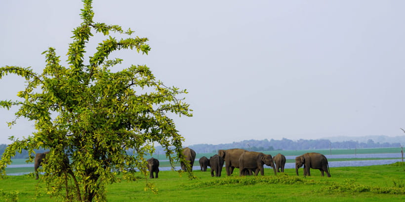 Kaudulla National Park Half Day Sri Lanka Jeep Safari - The private jeep makes the outing more flexible