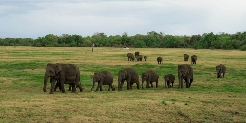 Kaudulla National Park Half Day Sri Lanka Jeep Safari - Three hours inside Kaudulla National Park