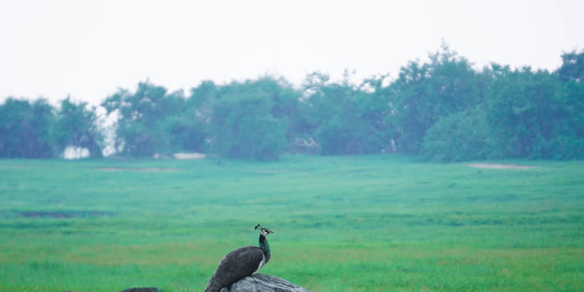 Kaudulla National Park Half Day Sri Lanka Jeep Safari - What else you may see beyond elephants