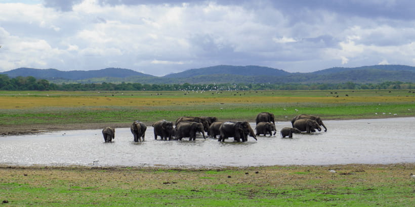 Kaudulla National Park Half Day Sri Lanka Jeep Safari - The guides are a major part of the value