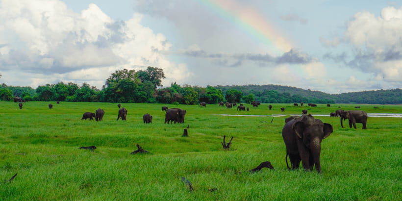 Kaudulla National Park Half Day Sri Lanka Jeep Safari - The real cost is higher than $39