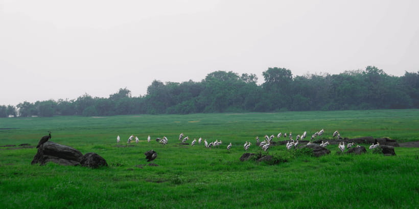 Kaudulla National Park Half Day Sri Lanka Jeep Safari - Park changes can be sensible, but communication matters