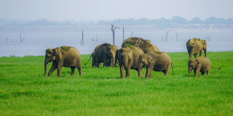 Kaudulla National Park Half Day Sri Lanka Jeep Safari - Starting from Sigiriya, Dambulla, Habarana, or Kandalama