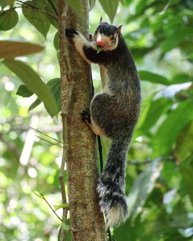 Kaudulla National Park Private Elephant & Wildlife Safari - Key points at a glance
