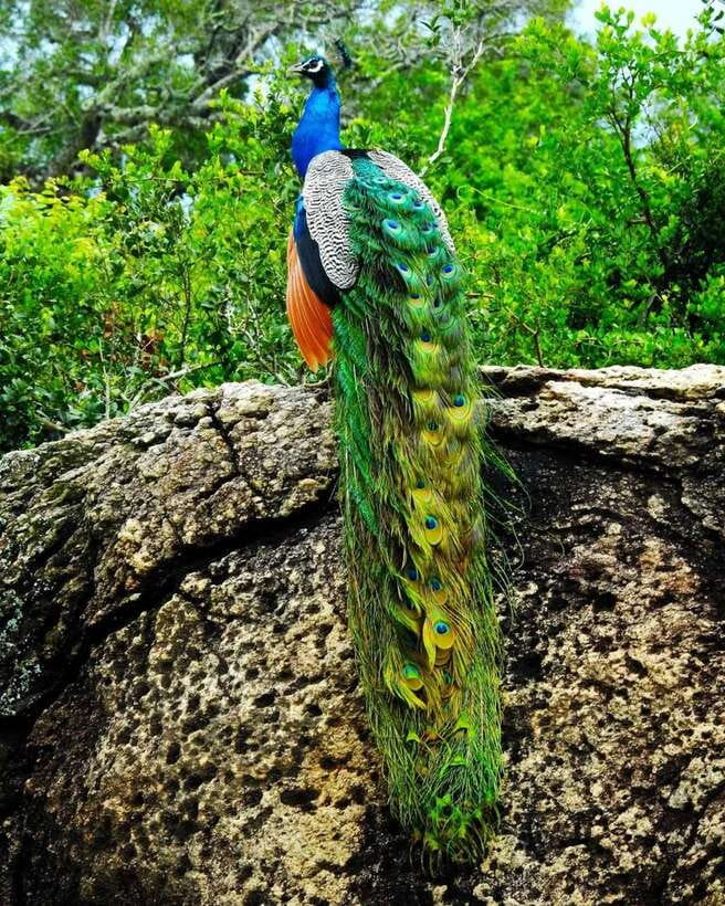 Kaudulla National Park Private Elephant & Wildlife Safari - A closer look at the elephant experience