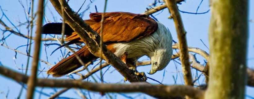 Kaudulla National Park Private Elephant & Wildlife Safari - What else you may see beyond the herds