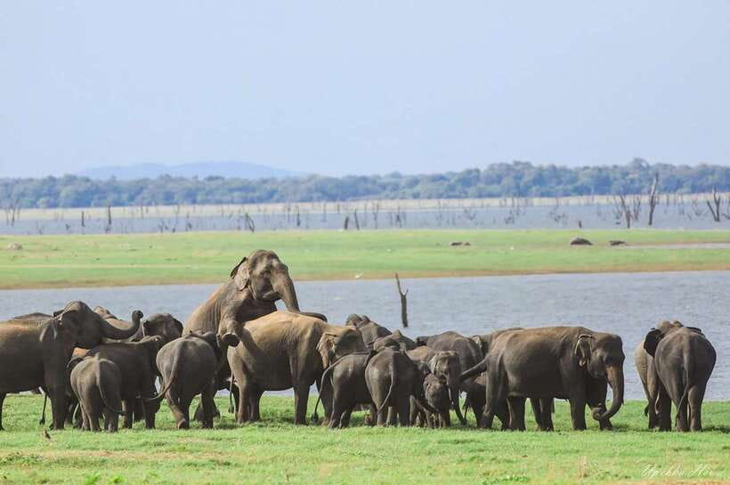 Kaudulla National Park Private Elephant & Wildlife Safari - Who will enjoy this safari most