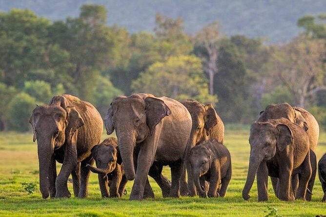 Kaudulla National Park Safari | Jeep with Tickets - Why Kaudulla is built around elephants