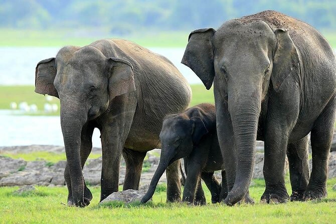 Kaudulla National Park Safari | Jeep with Tickets - What happens on the 2:30 pm safari