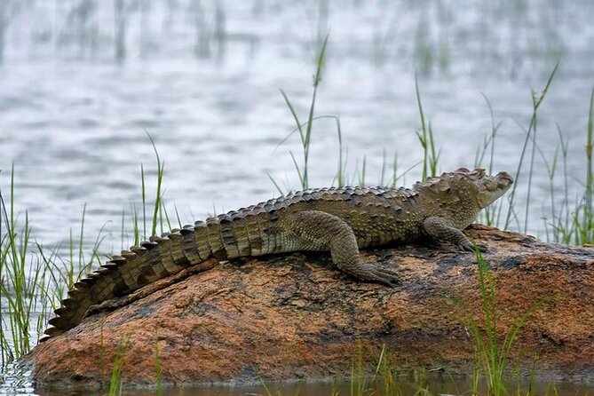 Kaudulla National Park Safari | Jeep with Tickets - Is $79 per person good value?