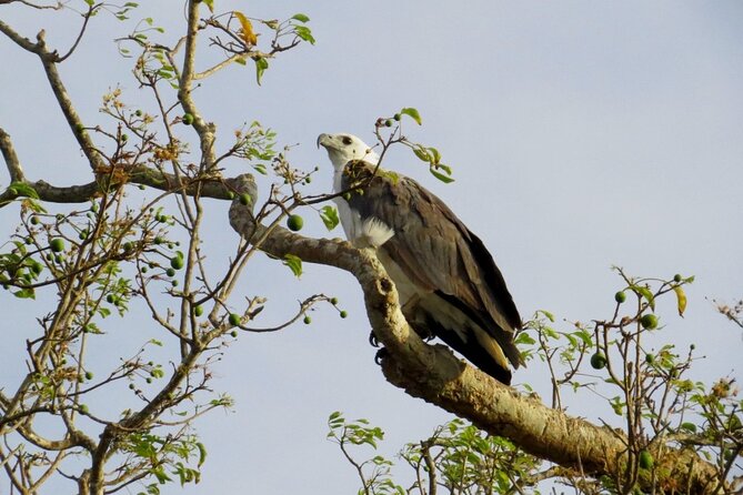 Kaudulla National Park Safari | Jeep with Tickets - Who should book this Kaudulla safari?