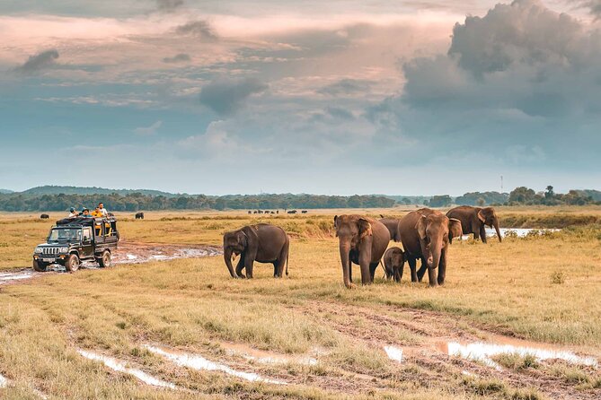 Kaudulla National Park Safari | Jeep with Tickets - When the elephant gathering is most likely