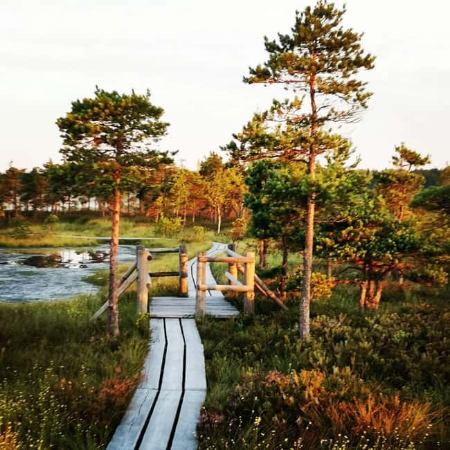 Kemeri National Park Bog Trail near Riga - What Armands adds to the trip