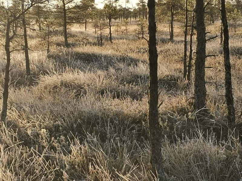 Kemeri National Park Bog Trail near Riga - From the bog to Kemeri’s old health resort