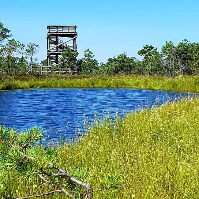 Kemeri National Park Bog Trail near Riga - Who will enjoy this outing most?