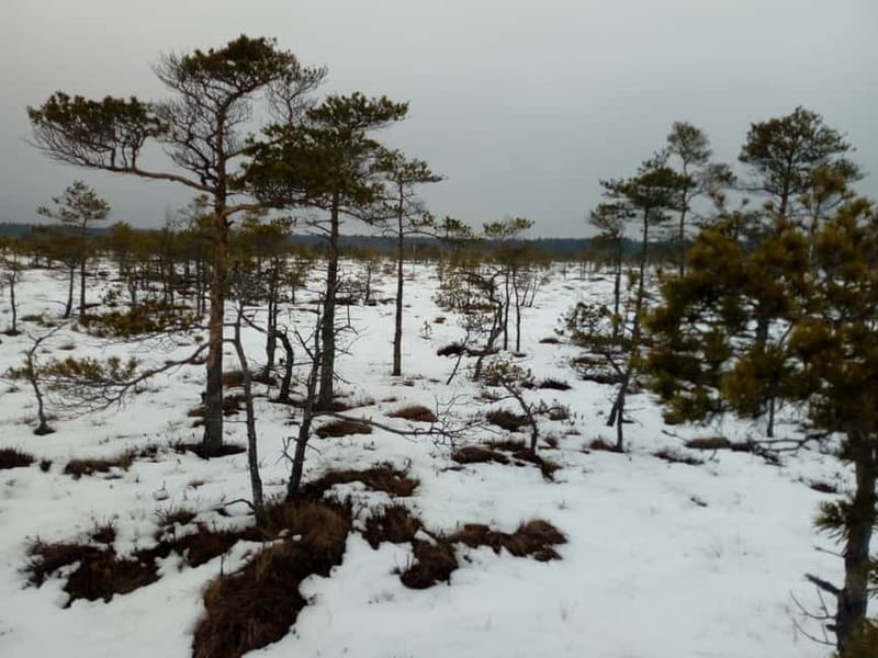 Kemeri National Park Bog Trail near Riga - The 8-meter tower is the walk’s big payoff