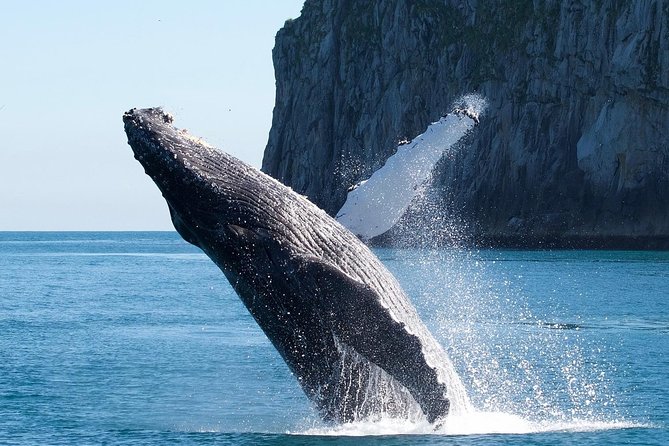 Kenai Fjords National Park Glacier & Wildlife Cruise - From Seward into Resurrection Bay