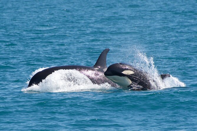 Kenai Fjords National Park Glacier & Wildlife Cruise - Chiswell Islands, Cape Resurrection, and the bird cliffs