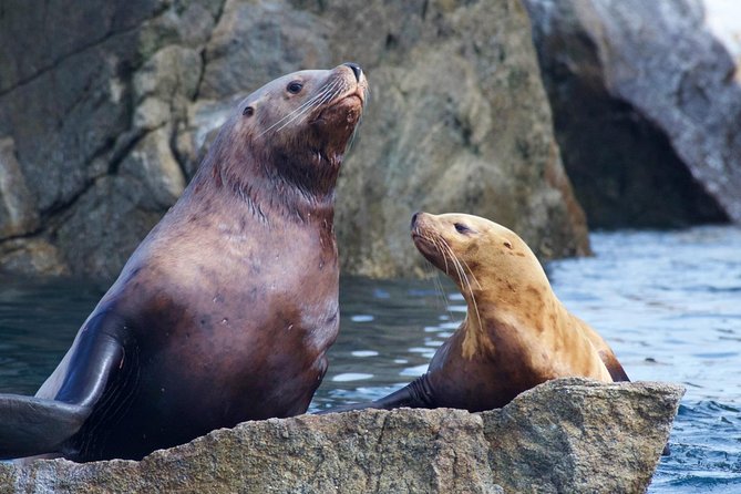 Kenai Fjords National Park Glacier & Wildlife Cruise - Getting close to Aialik or Holgate Glacier