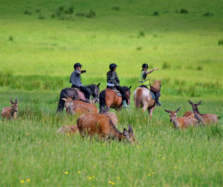 Kerry: Guided Horse Riding Tour in Killarney National Park - The stable briefing and horse selection
