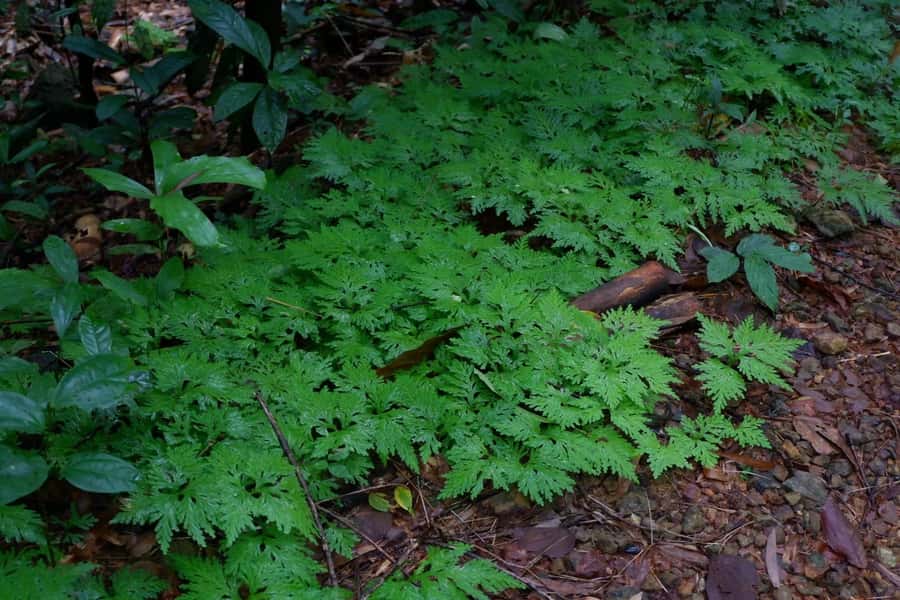 Khao Lak: Full-Day Khao Sok Jungle Walk and Canoeing Tour - Why This Khao Sok Day Trip Works