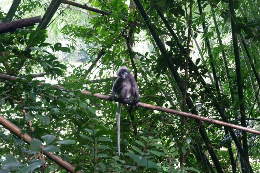 Khao Lak: Full-Day Khao Sok Jungle Walk and Canoeing Tour - The One-Hour Drive From Khao Lak