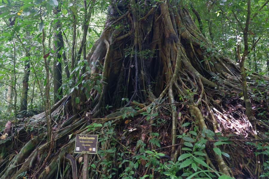 Khao Lak: Full-Day Khao Sok Jungle Walk and Canoeing Tour - Banghuarat Waterfall and a Possible River Break
