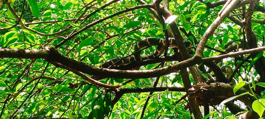 Khao Lak: Full-Day Khao Sok Jungle Walk and Canoeing Tour - Walking Through Khao Sok’s Forest