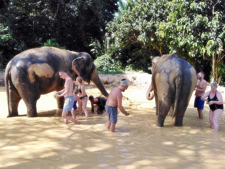 Khao Lak: Khao Sok Private Ethical Elephants & Rafting - Meeting elephants without rides or contact