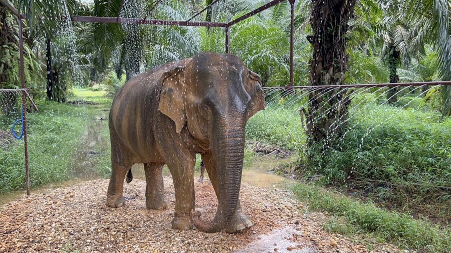 Khao Sok: Ethical Elephant Sanctuary Visit - Key points to know before booking