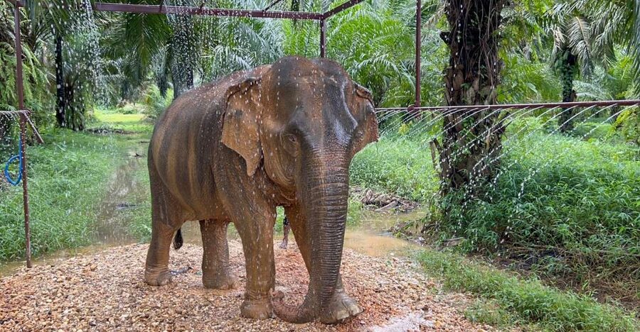 Khao Sok: Ethical Elephant Sanctuary Visit - Watching the elephants from the shade