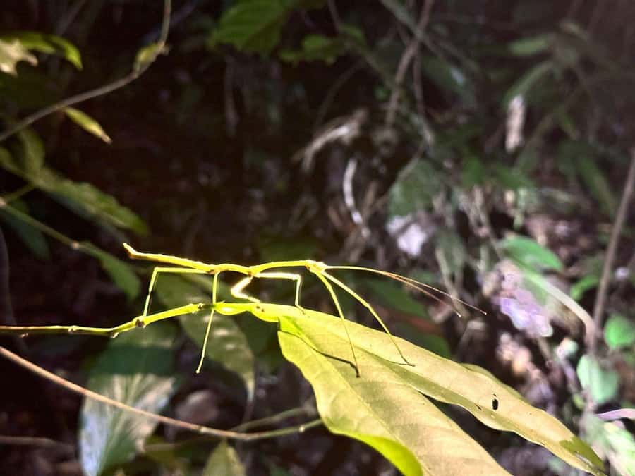 Khao Sok Jungle Sunset Wildlife Encounter & Bamboo Rafting - Key details before you book