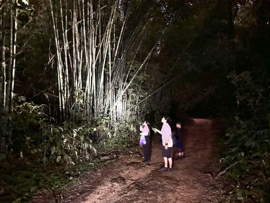 Khao Sok Jungle Sunset Wildlife Encounter & Bamboo Rafting - Why this Khao Sok day trip works