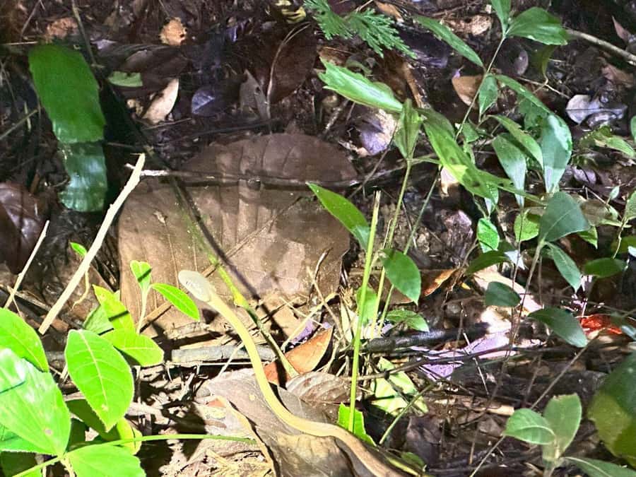 Khao Sok Jungle Sunset Wildlife Encounter & Bamboo Rafting - Wing Hin Waterfall after the first trail